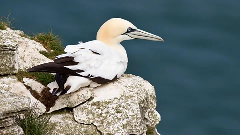 Allan Drewitt / Natural England Wind farms can pose a threat to seabirds, like this gannet (Credit: Allan Drewitt / Natural England)