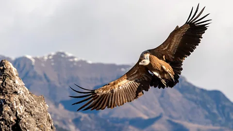 Hansruedi Weyrich / Vulture Conservation Foundation Migration season can be a high-risk time for collisions for migrating birds, like this griffon vulture (Credit: Hansruedi Weyrich / Vulture Conservation Foundation)