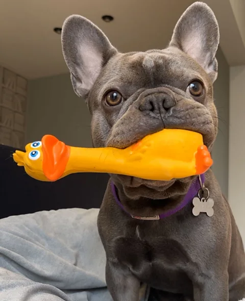 Courtesy of Lucy Clark Rickson, the French Bulldog, is regularly gifted with toys bought from Temu (Credit: Courtesy of Lucy Clark)