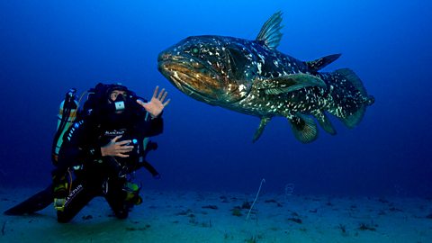 O fotógrafo do oceano profundo que capturou um 'fóssil vivo' - jili