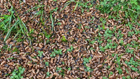 Getty Images Cicada carcasses litter the ground, and eventually provide nutrients to the soil once they have decomposed (Credit: Getty Images)