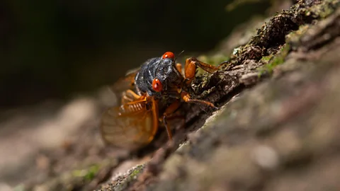 Getty Images Scientists are still understanding the long-term impacts of cicada emergences on the food chain (Credit: Getty Images)