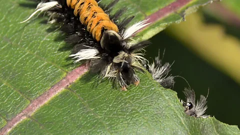 Getty Images Tussock moth caterpillars eat the leaves of a wide variety of trees and shrubs. And they themselves can make a hairy snack for other wildlife (Credit: Getty Images)