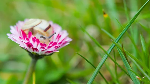 Alamy Plant-destroying molluscs have been particularly maligned in the past, but they also play an important role in garden ecosystems (Credit: Alamy)