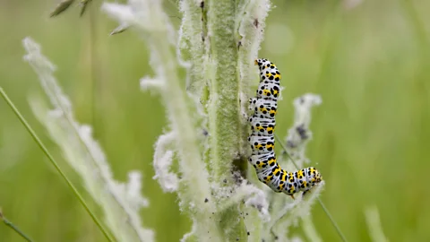 Getty Images The mullein moth caterpillar might decimate half the flower bed, but a new generation of gardeners don't mind (Credit: Getty Images)