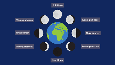 A diagram showing the phases of the Moon