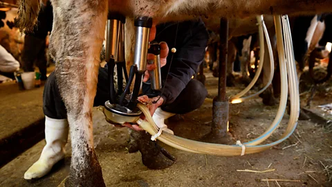 Getty Images Unpasteurised milk is more likely to contain a range of harmful disease-causing pathogens (Credit: Getty Images)