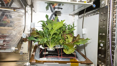Nasa/Amanda Griffin The ISS has its own tiny vegetable garden on board where astronauts study plant growth in microgravity (Credit: Nasa/Amanda Griffin)