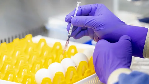 Getty Images Eggs being vaccinated in a lab to incubate a weakened form of the virus (Credit: Getty Images)