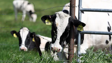 Getty Images The virus appears to be able to transmit form cow to cow, but not yet easily from human to human (Credit: Getty Images)