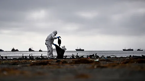 Getty Images Bird flu has decimated both birds and mammals in the wild (Credit: Getty Images)