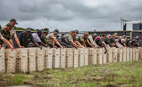 The Aspinall Foundation Conservationists prepare to release 163 vultures into their new home (Credit: The Aspinall Foundation)