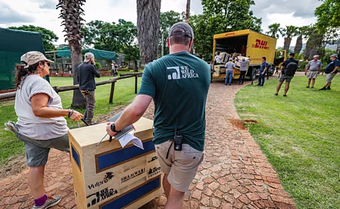 The Aspinall Foundation Vultures being carried to the truck ready for translocation (Credit: The Aspinall Foundation)