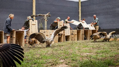 The Aspinall Foundation Finally able to stretch their wings, the vultures are released into their new home (Credit: The Aspinall Foundation)