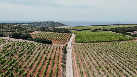 Riccardo Locci The trail offers plenty of opportunities to connect with local Sardinians, but also offers travellers solitude (Credit: Riccardo Locci)