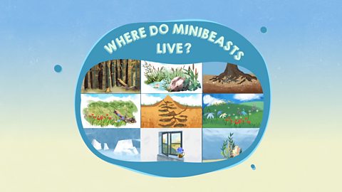 Where do minibeasts live?