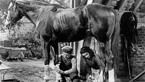 Elizabeth Taylor and Mickey Rooney starred in National Velvet, released in 1945. This image shows the two actors performing a scene while crouched beneath a large horse