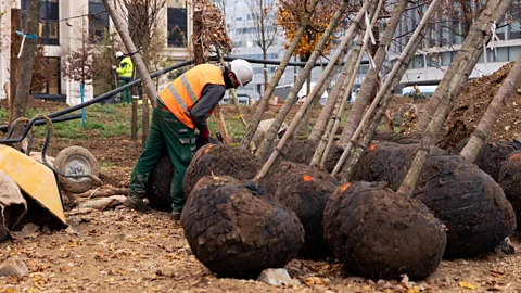 Frédéric Combeau/DEVE - Ville de Paris Workers plant an urban forest on Paris' Place de Catalogne to help absorb rainwater (Credit: Frédéric Combeau/DEVE - Ville de Paris)