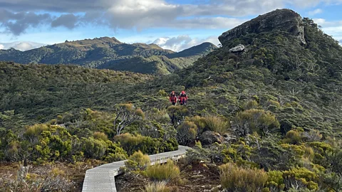 Jessica Wynne Lockhart The Hump Ridge Track is finally turning a profit due to its Great Walks status (Credit: Jessica Wynne Lockhart)