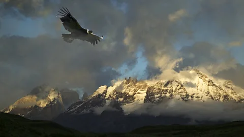 Getty Images A bird flying through a cloudy sky (Credit: Getty Images)