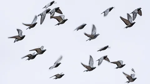 Getty Images The Swansea team flew alongside pigeons to see how they cope with turbulent air (Credit: Getty Images)