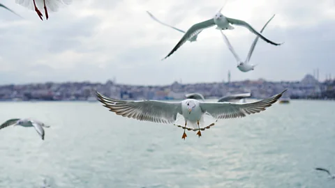 Getty Images How gulls respond to turbulence in urban environments could inform UAV development (Credit: Getty Images)