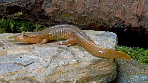 Alamy In some forests, the salamander population eat so many invertebrates they affect the amount of carbon in the soil – their efforts help prevent leaves breaking down (Credit: Alamy)