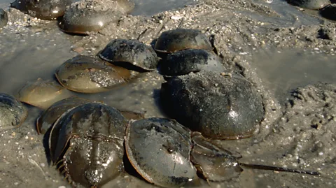 Getty Images Horseshoe crabs first evolved some 480 million years ago and have remained relatively unchanged ever since (Credit: Getty Images)
