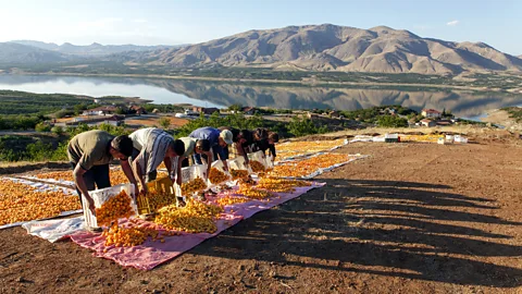 Getty Images Apricots are a stable export of the region (Credit: Getty Images)