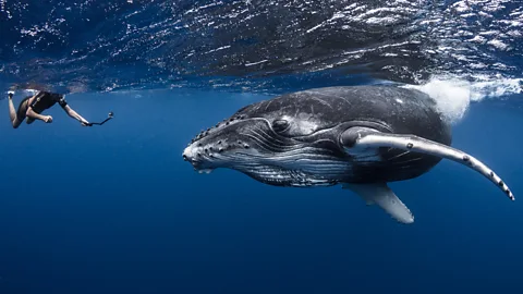 Tahiti Tourisme Person taking underwater photo of a whale (Credit: Tahiti Tourisme)