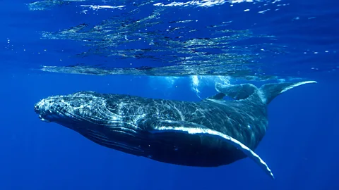 Getty Images Humpback whales have one of the longest migrations of any mammal on the planet (Credit: Getty Images)