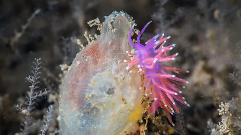Marcus Blatchford Sea anemones can be among the early flora to colonise shipwrecks (Credit: Marcus Blatchford)