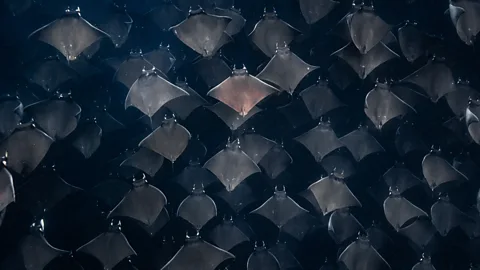 Pier Nirandara Mobula rays in the Sea of Cortez, Mexico (Credit: Pier Nirandara)