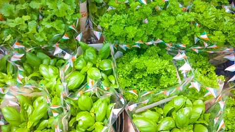 A selection of supermarket herb pots including basil, coriander and parsley