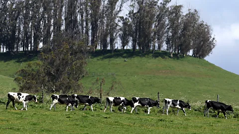 Getty Images The transition from dairy to crops can be difficult (Credit: Getty Images)