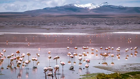 Michnus Olivier The Lagunas Route stretches 400km through otherworldly terrain dotted with flamingos (Credit: Michnus Olivier)