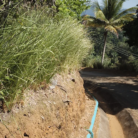 Damir Ali Vetiver growing along the roadside in the village of Paramin (Credit: Damir Ali)