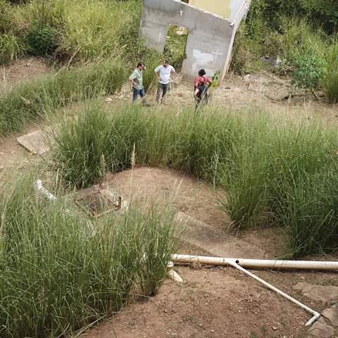 Damir Ali Vetiver has been planted at Jennifer Cumberbatch’s home in Laventille, and is helping prevent the land from slipping away (Credit: Damir Ali)