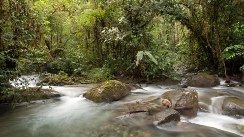 Murray Cooper The Los Cedros Biological Reserve in northern Ecuador (Credit: Murray Cooper)