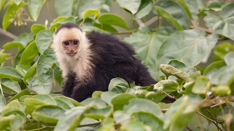 Murray Cooper The Los Cedros forest is a biodiversity haven, teeming with life (Credit: Murray Cooper)