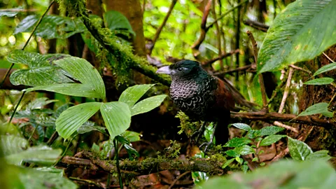 Murray Cooper Los Cedros forest is home to many endangered species, including the banded ground cuckoo (Credit: Murray Cooper)