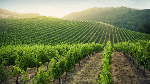 Getty Images Places like California's Napa Valley have benefitted from a long-term tourist strategy (Credit: Getty Images)