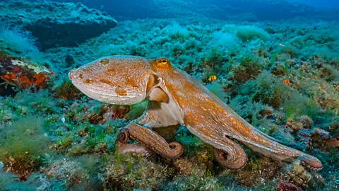 Getty Images Octopuses are known for their intelligence, now experts say they are "sentient" beings and should be offered more protection (Credit: Getty Images)