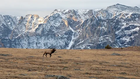 Peter Baker/NPS Rocky Mountain National Park is home to an abundance of wildlife, including elk (pictured), moose and marmots (Credit: Peter Baker/NPS)