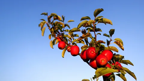 Getty Images Apples growing on a tree (Credit: Getty Images)