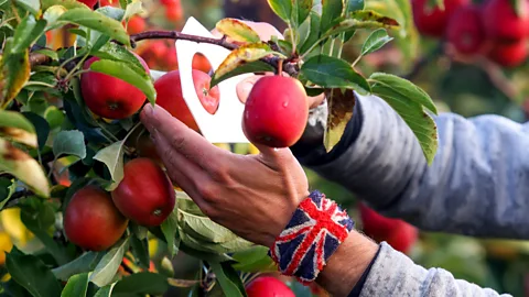 Getty Images More discoveries are being made as British apple growers use DNA to identify their crop (Credit: Getty Images)