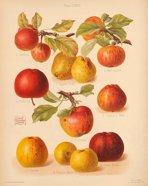 Cornell University Library Some apples that were well-documented in 19th-Century books have now become forgotten (Credit: Cornell University Library)