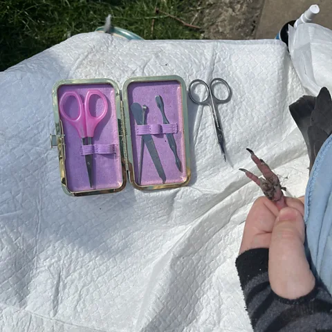 Zaria Gorvett Many volunteers carry their pigeon de-stringing tools with them at all times, in case they happen upon a pigeon that needs help (Credit: Zaria Gorvett)