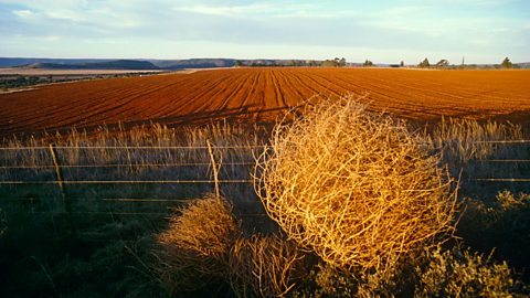 A single tumbleweed rolling across an arid field.