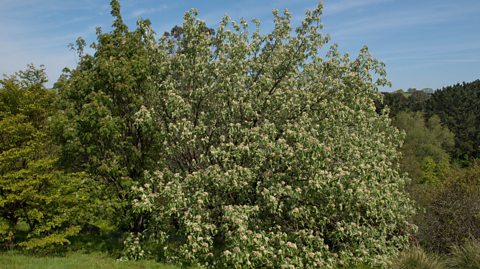 A whitebeam tree, green and bushy with small cream flowers.